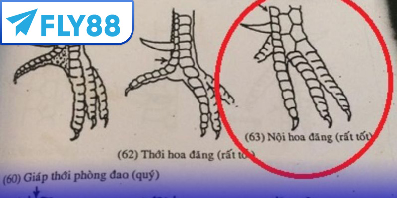 Vảy Nội Hoa Đăng: Cách Nhận Biết, Ý Nghĩa và Kinh Nghiệm Cá Cược 3 Vảy nội hoa đăng và các loại vảy khác
